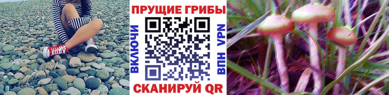 Галлюциногенные грибы мухоморы Афипский